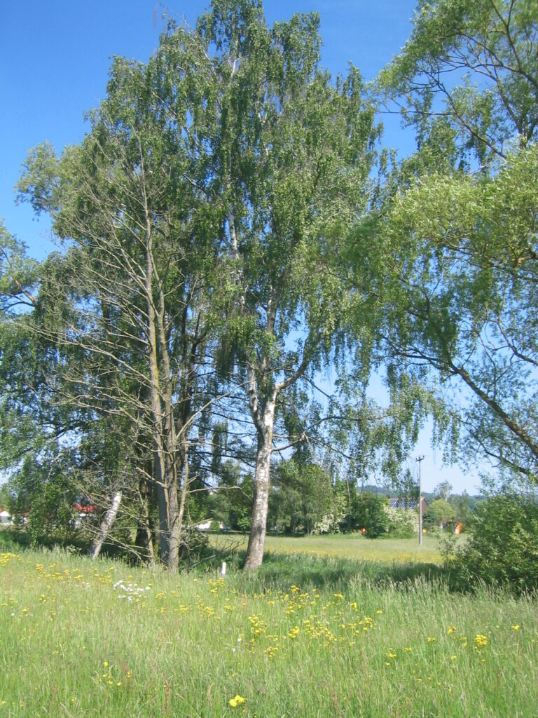 Birken am Ampfrachgrund in grüner Landschaft mit gelben Blumen.