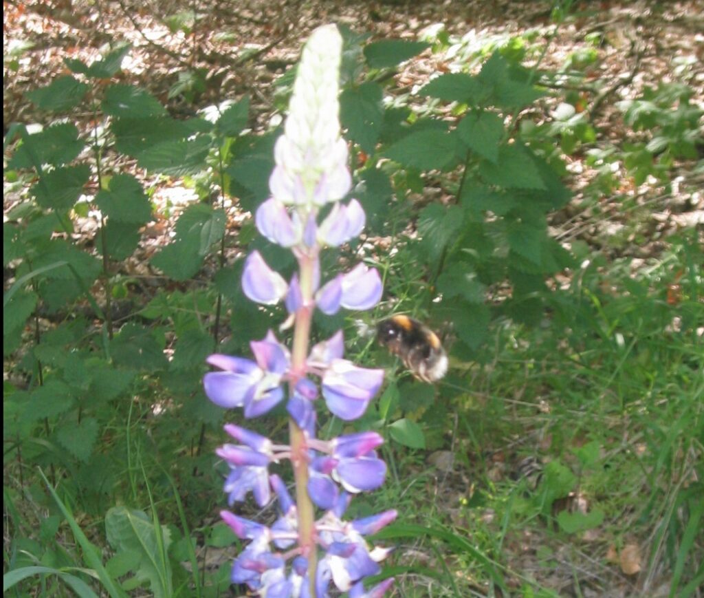 Lila Lupine mit Hummel im Ampfrachgrund. Wanderfoto.