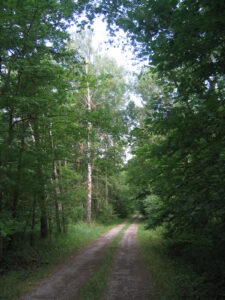 Waldweg im Ampfrachgrund mit Birken. Wandern in der Natur.