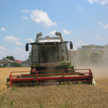 Mähdrescher bei der Getreideernte auf dem Feld. Unser tägliches Brot.