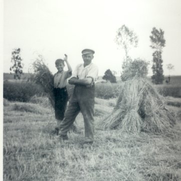 Vater und Sohn bei der Getreideernte, Feldarbeit. Unser tägliches Brot.