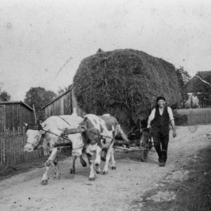 Bauer mit Ochsenkarren und Heu. Ländliche Szene.